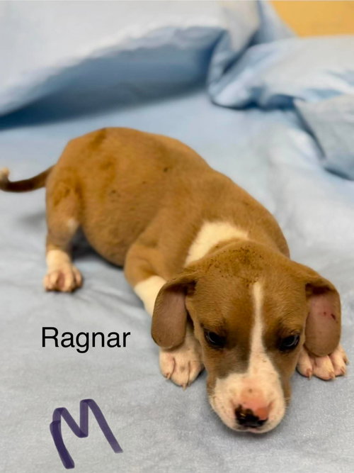 Ragnar (NY-Lia)
