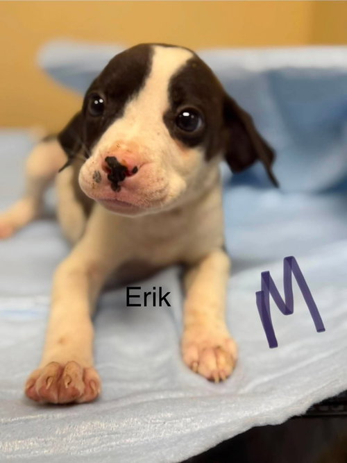 Erik (NY-Lia)