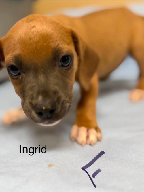 Ingrid (NY-Lia)