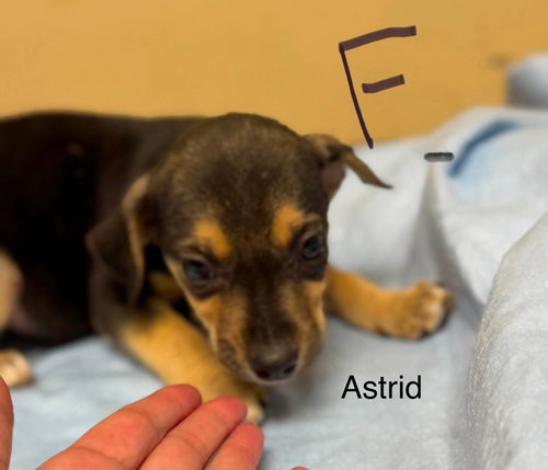 Astrid (NY-Lia)