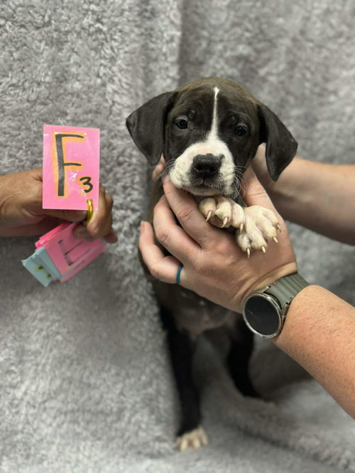 Tess (NY-Shari)