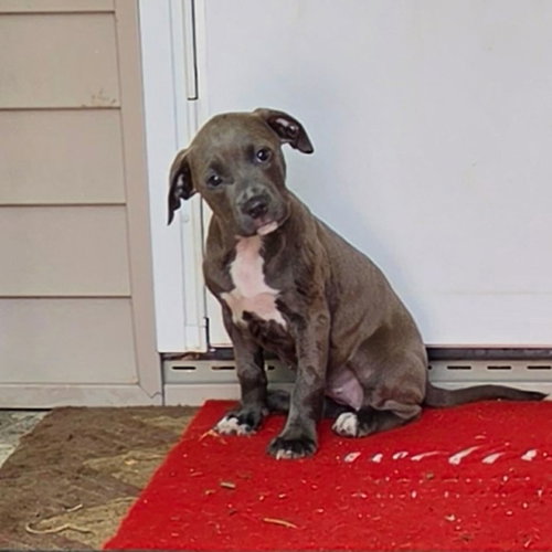 Tulip (NY-Shari), an adoptable Labrador Retriever in SHERBURNE, NY