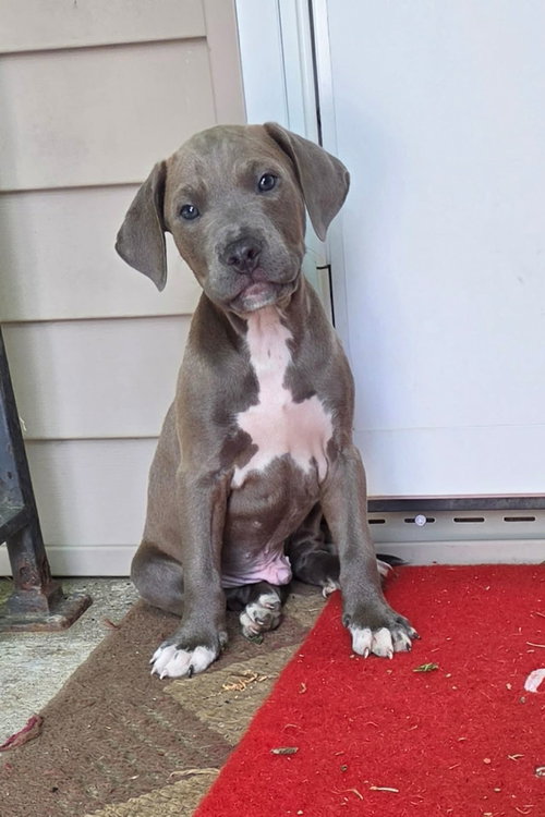 Titan (NY-Shari), an adoptable Labrador Retriever in SHERBURNE, NY