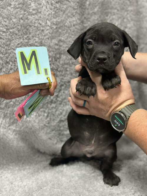 Tucker (NY-Shari)