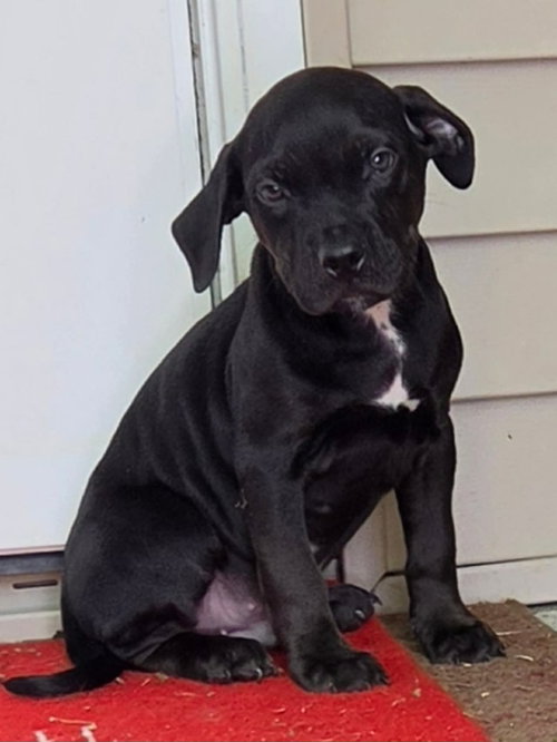 Tucker (NY-Shari), an adoptable Labrador Retriever in SHERBURNE, NY