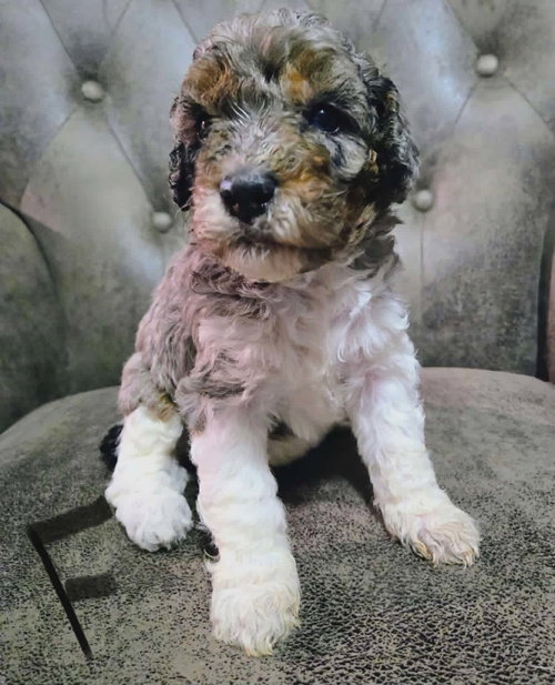 Lucy (NY-Sarah)