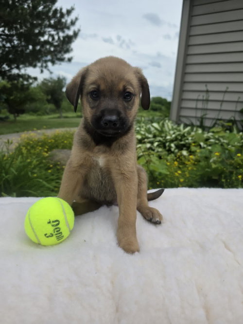 Rex (NY-Sarah), an adoptable German Shepherd Dog in SHERBURNE, NY