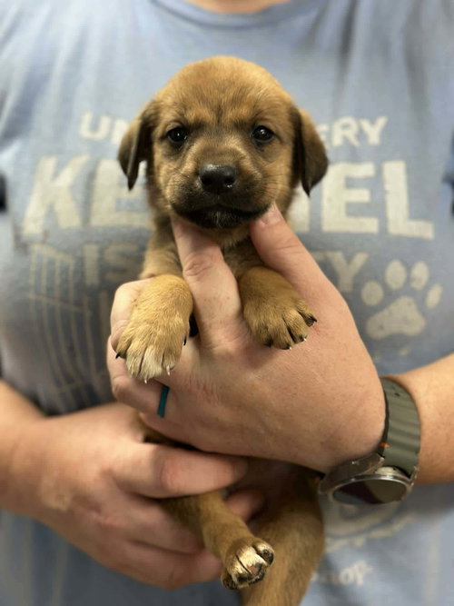 Rosie (NY-Sarah)