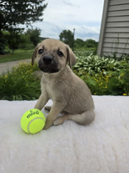Rosie (NY-Sarah), an adoptable German Shepherd Dog in SHERBURNE, NY
