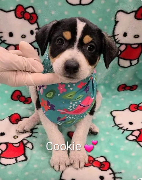 Cookie (NY-Shari), an adoptable Jack Russell Terrier in SHERBURNE, NY