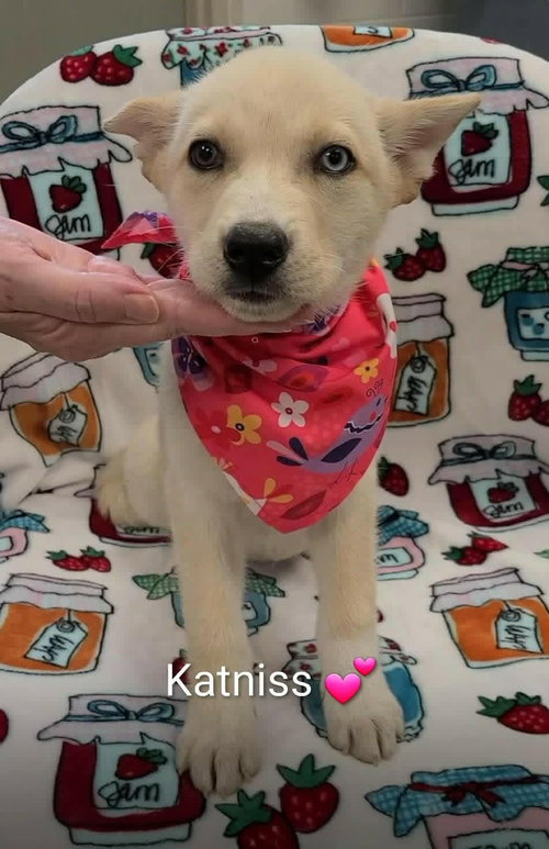 Katniss (NY-Shari), an adoptable Husky in SHERBURNE, NY