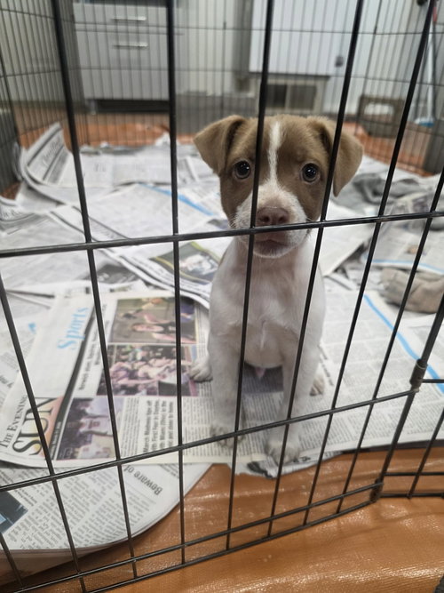 Dinky (NY-Sarah), an adoptable Jack Russell Terrier in SHERBURNE, NY