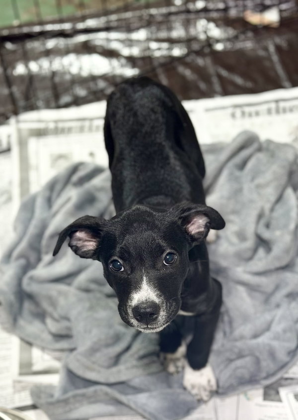 Juno (NY-Lia) *Rochester NY*