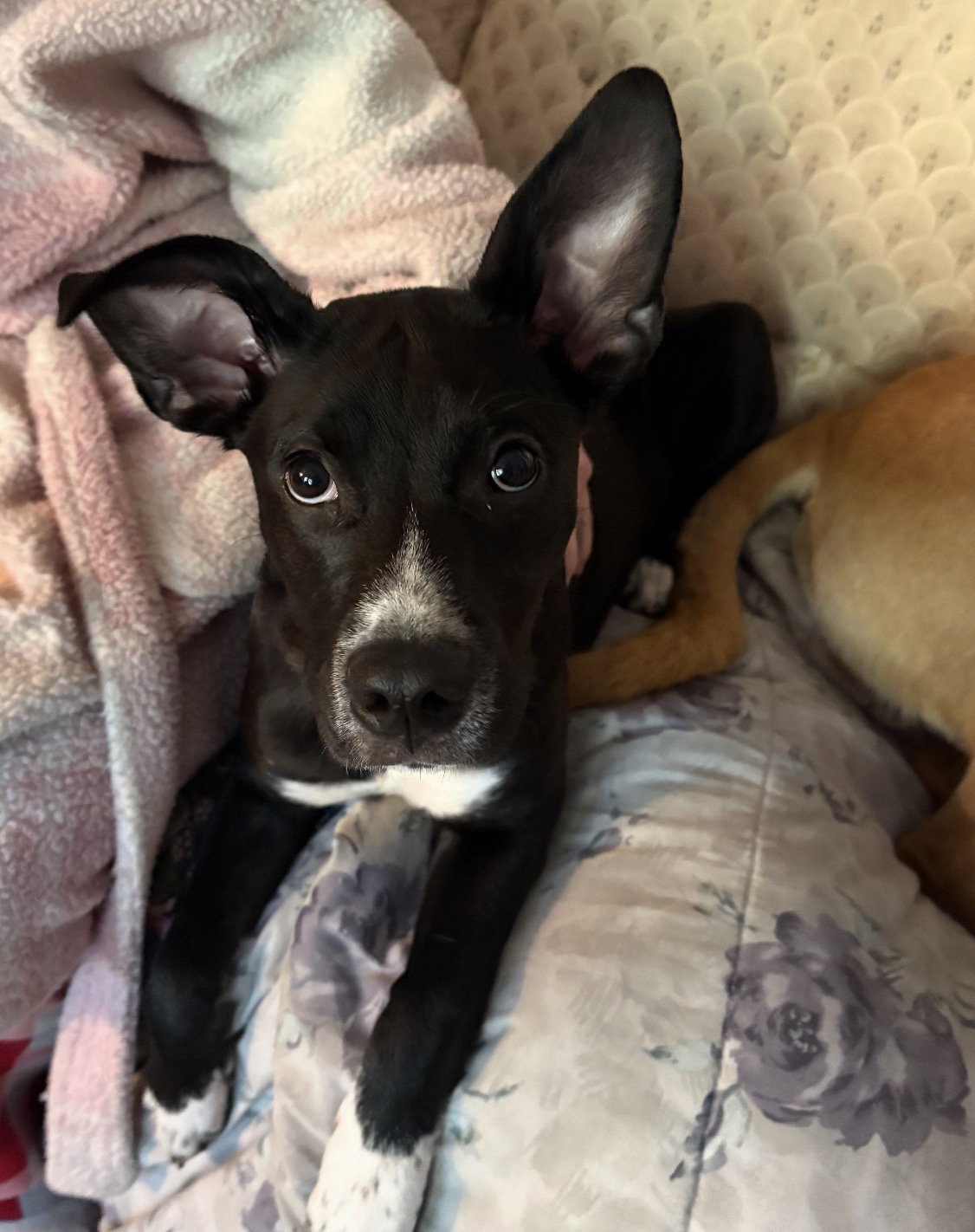 Juno (NY-Lia) *Rochester NY* (Spayed), photo 2