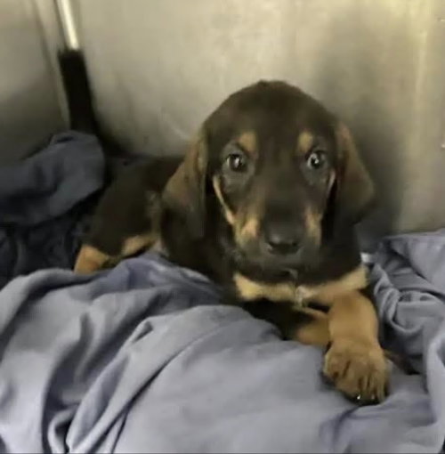Axel