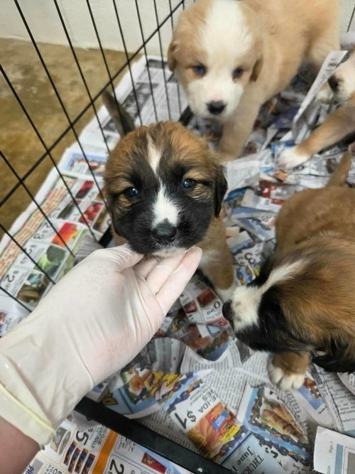 Nell (NY-Shari), an adoptable Golden Retriever in SHERBURNE, NY
