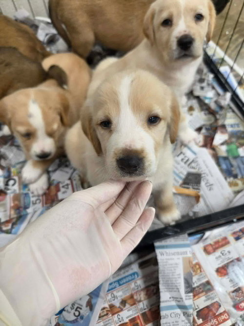 Neptune (NY-Shari), an adoptable Golden Retriever in SHERBURNE, NY
