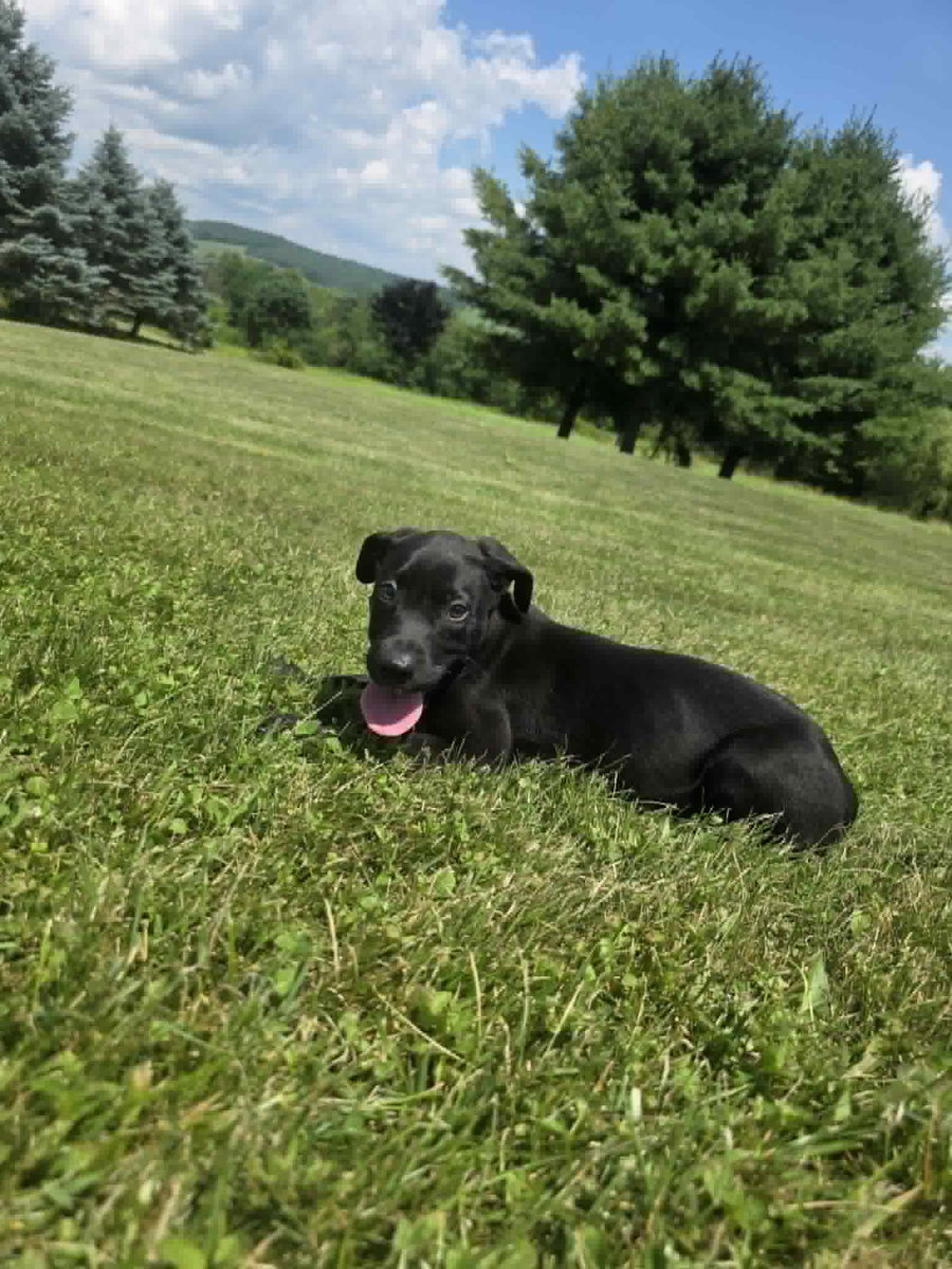 Pepper (NY-Sarah)