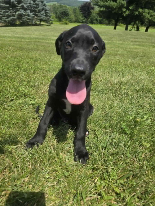 Paco (NY-Sarah), an adoptable Labrador Retriever in SHERBURNE, NY