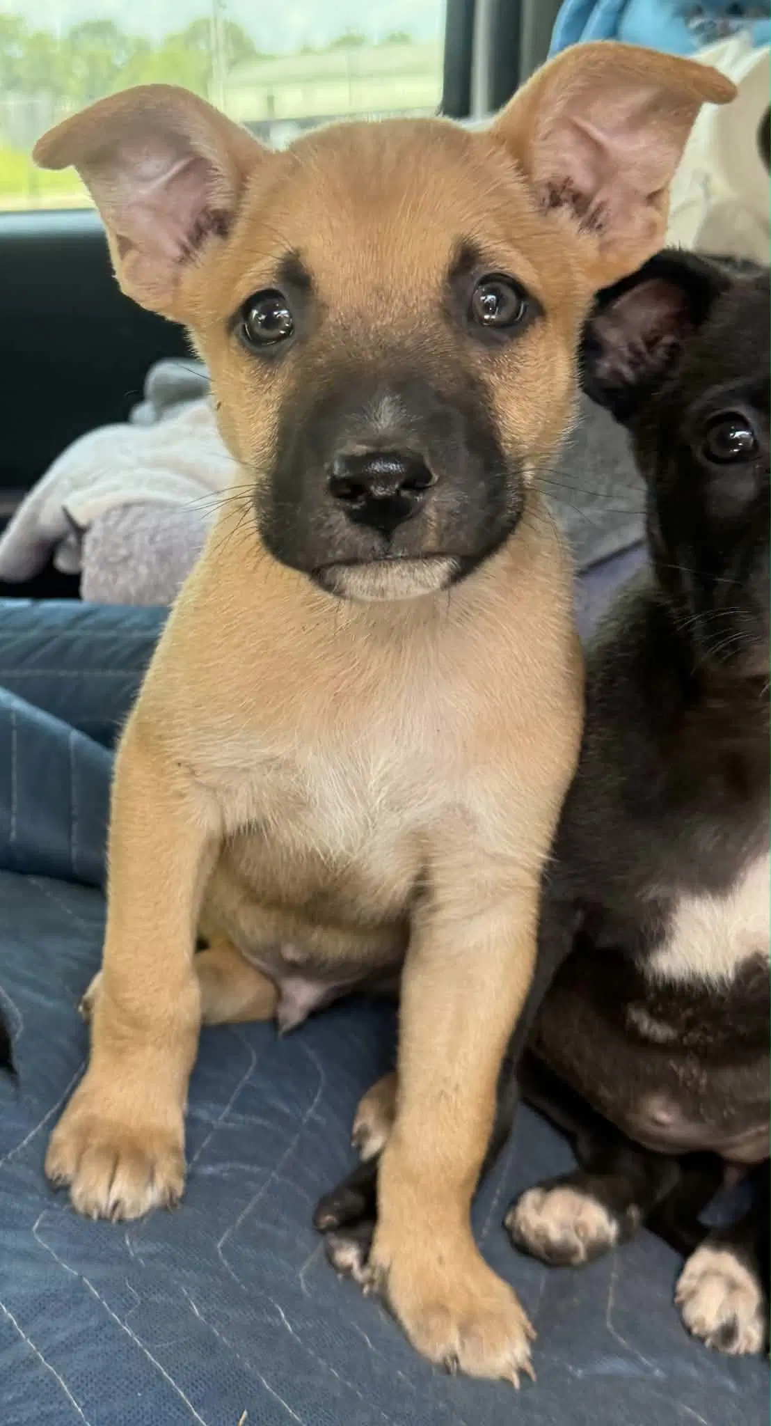 Malcolm Ny-Shari - Belgian Shepherd Malinois