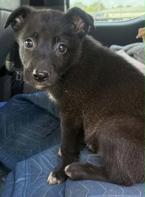 Micah