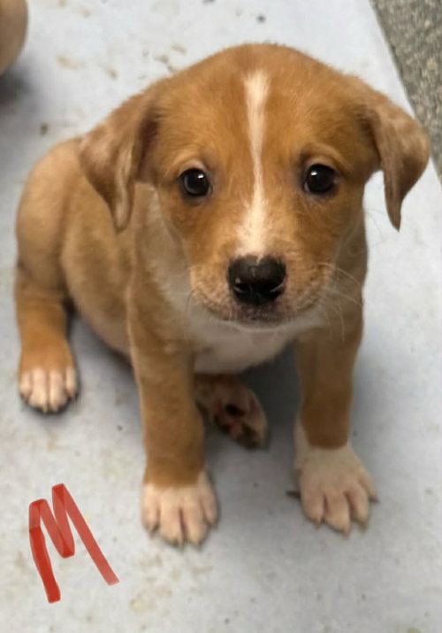 Koda