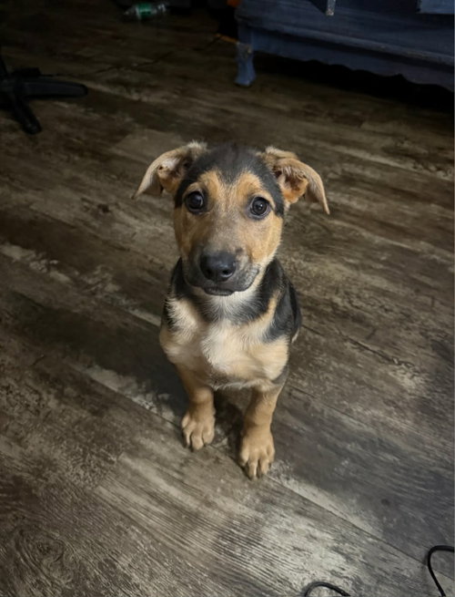 Waylon