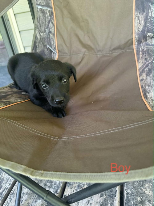 Toby