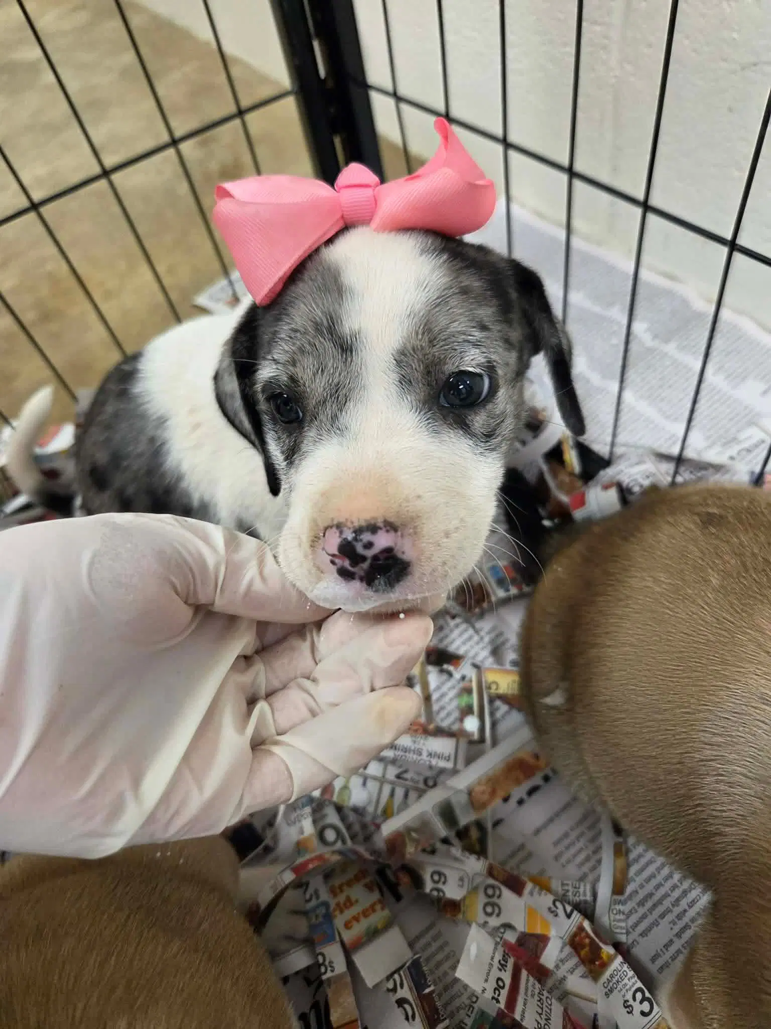Daisy Ny-Lia - Catahoula Leopard Dog