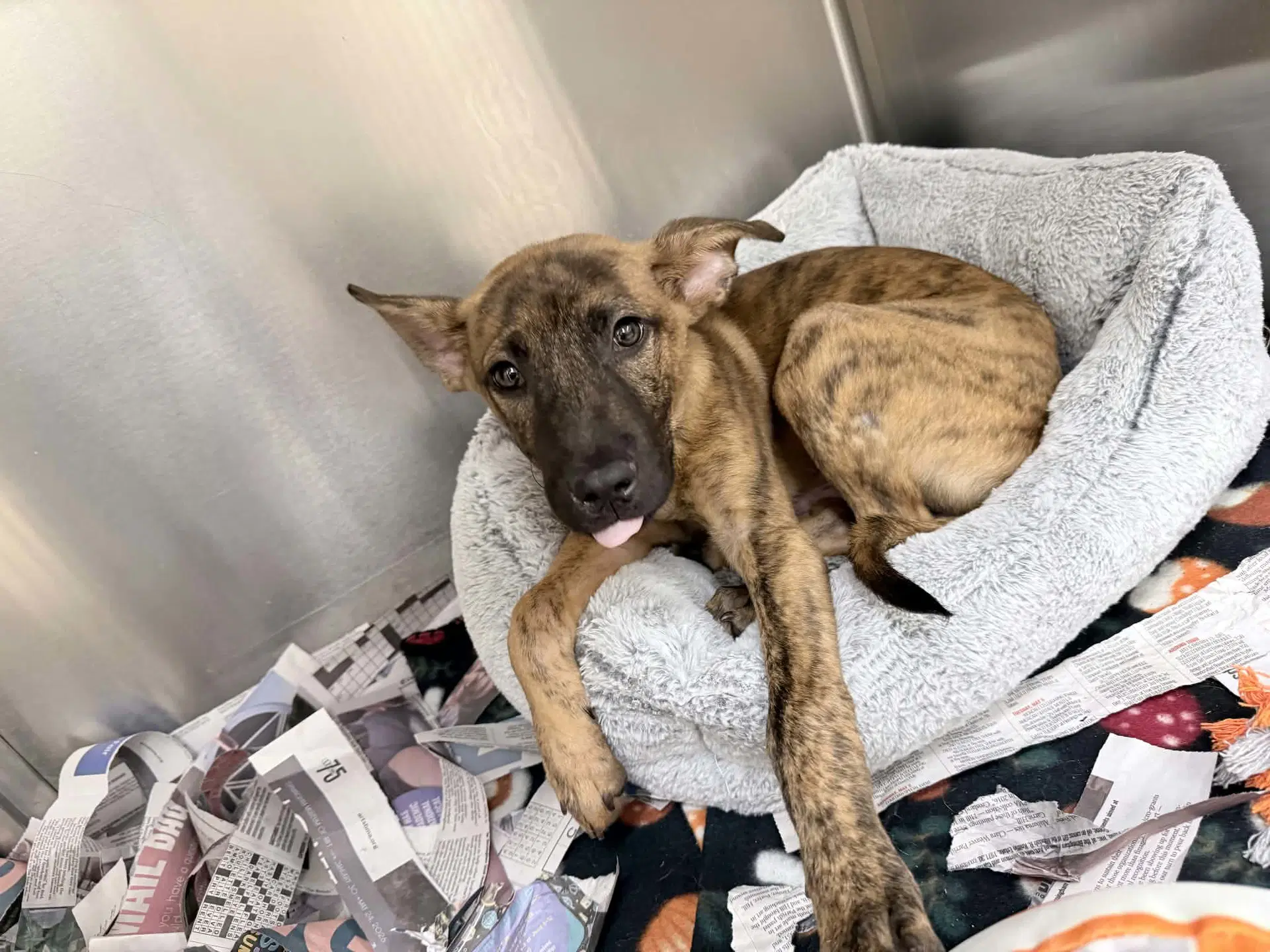 Harvey Ny-Shari Neutered - Belgian Shepherd Malinois
