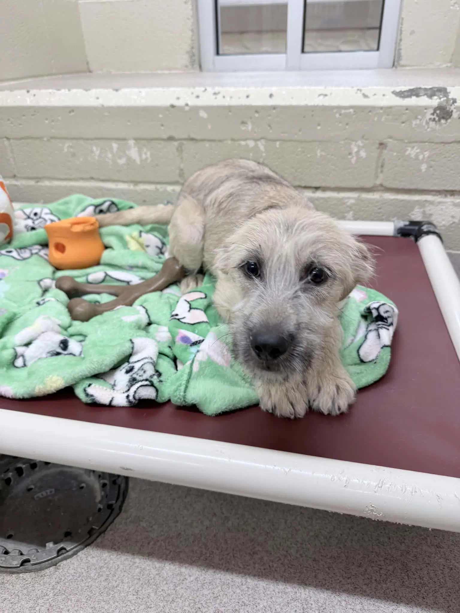 Esme Ny-Shari Spayed - Poodle (Standard)