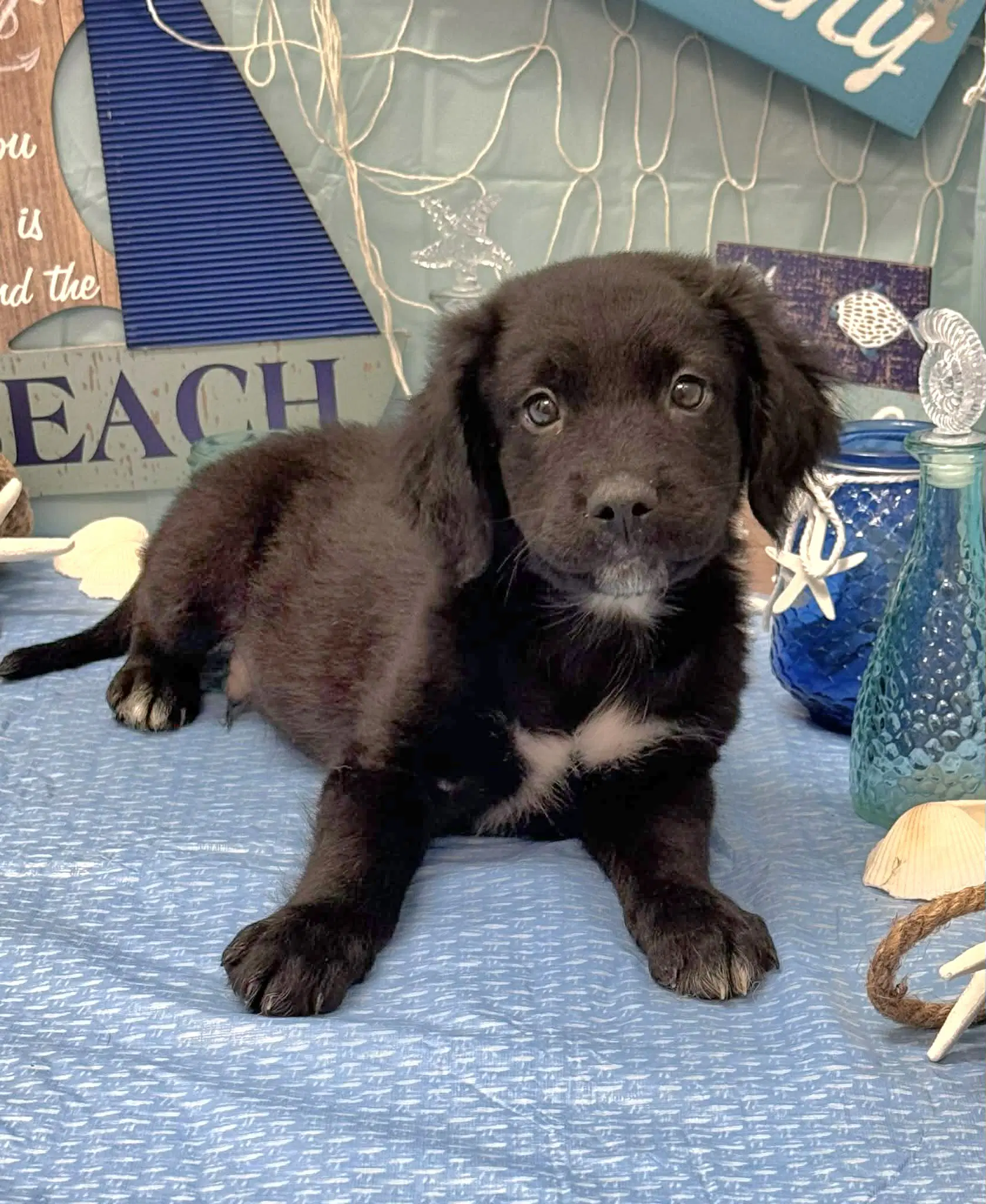 Kai Ny-Shari - Labrador Retriever