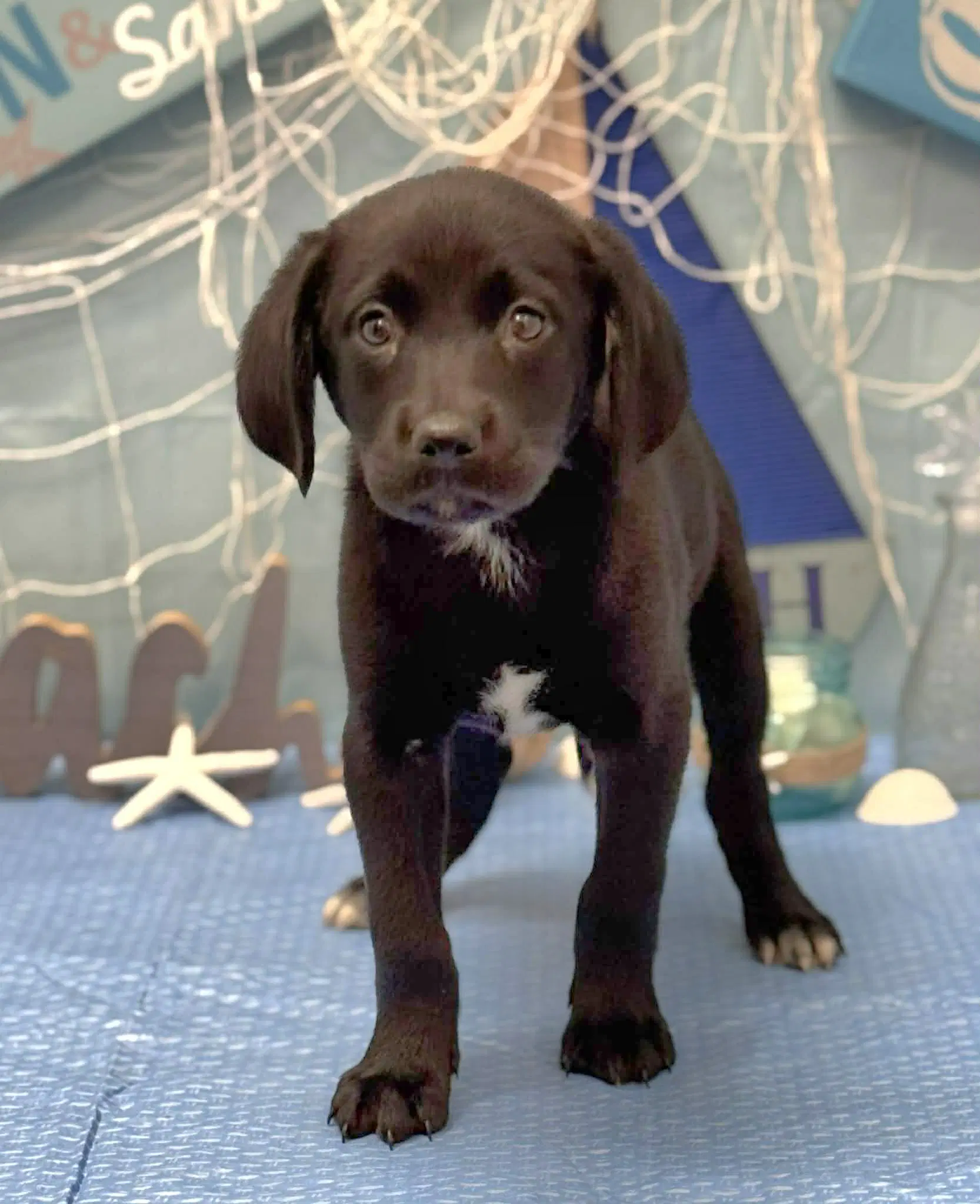 Kit Ny-Shari - Labrador Retriever