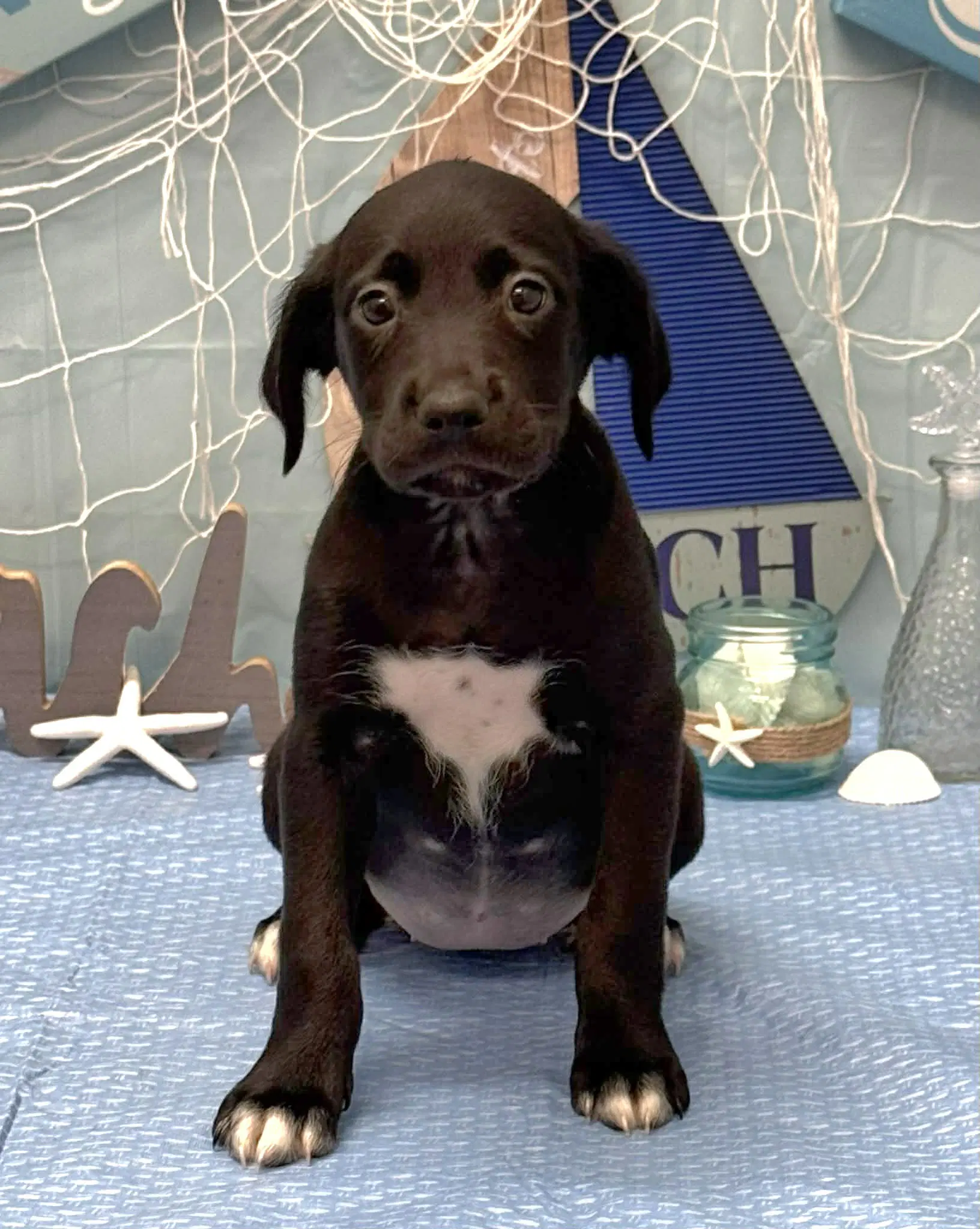 Kiwi Ny-Shari - Labrador Retriever