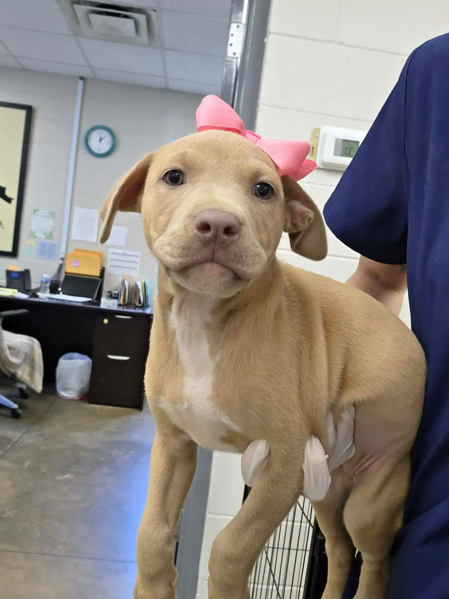 Puppy  Ny-Shari - Labrador Retriever