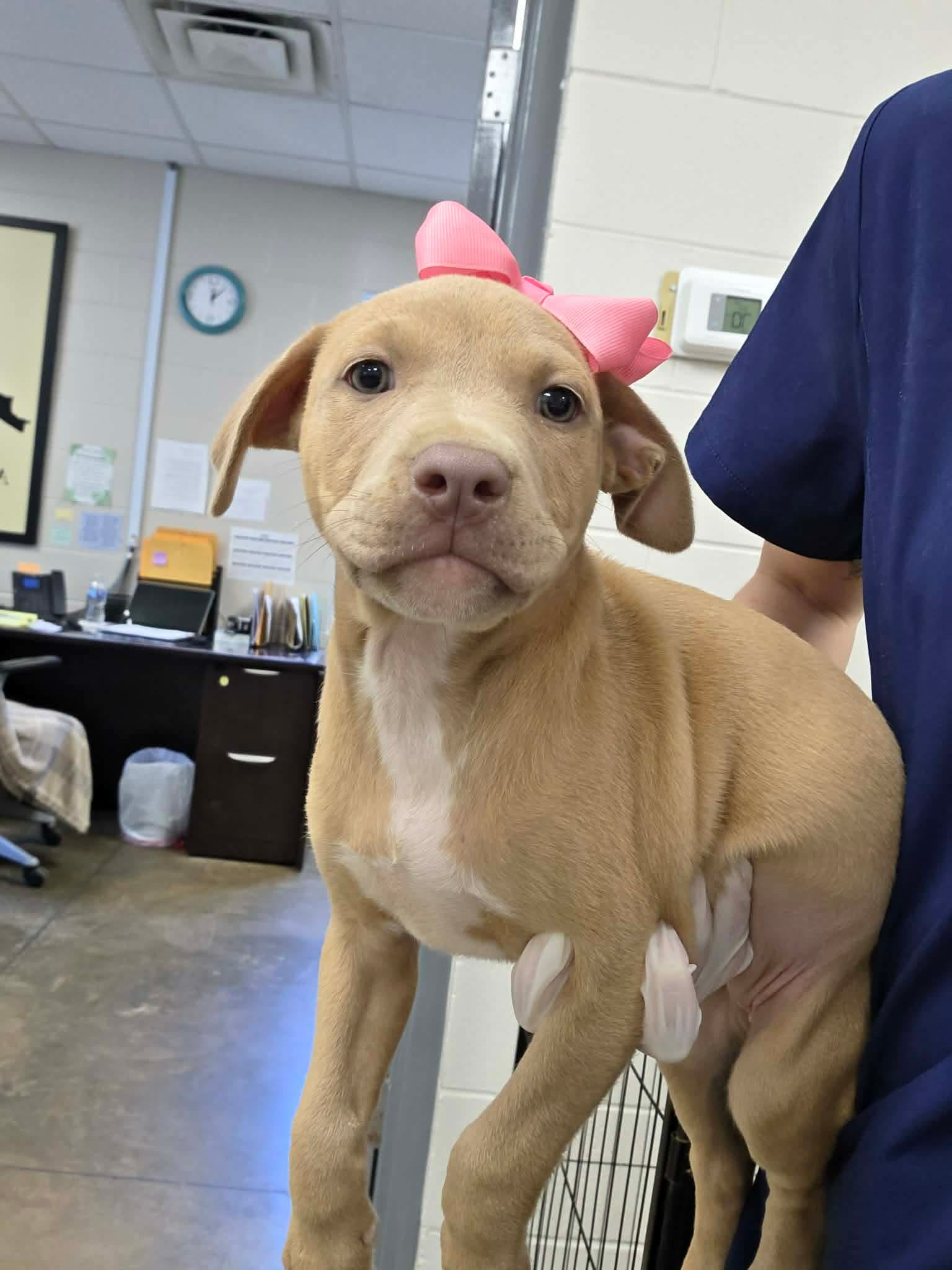 Puppy  Ny-Shari