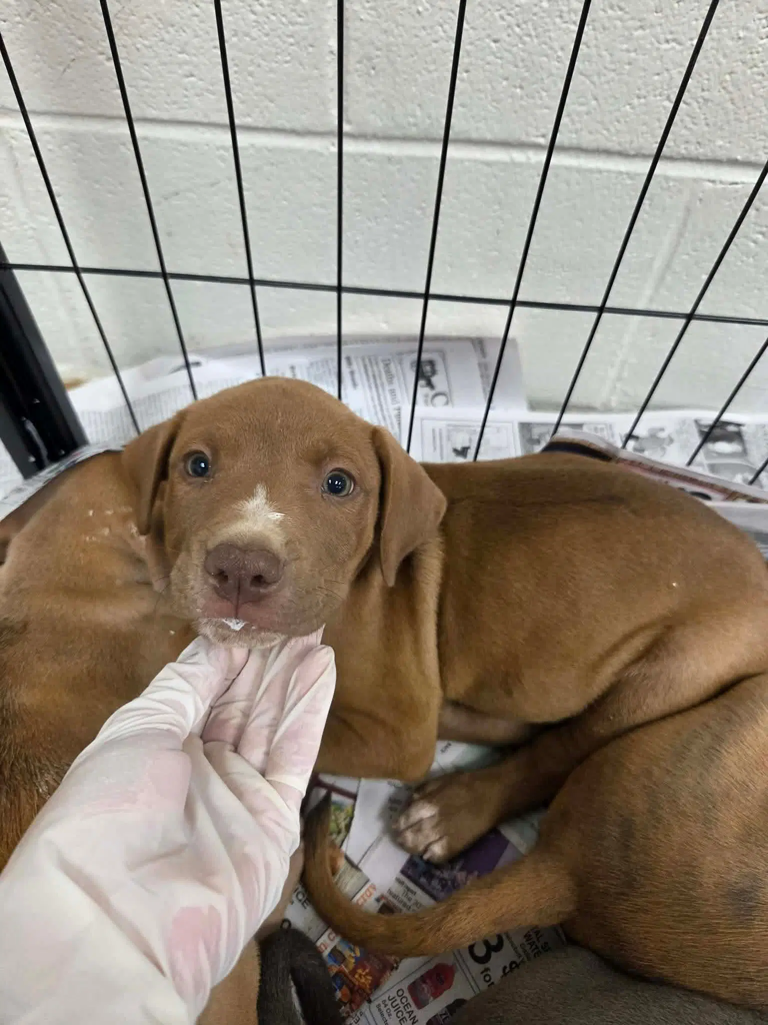 Puppy  Ny-Shari - Labrador Retriever