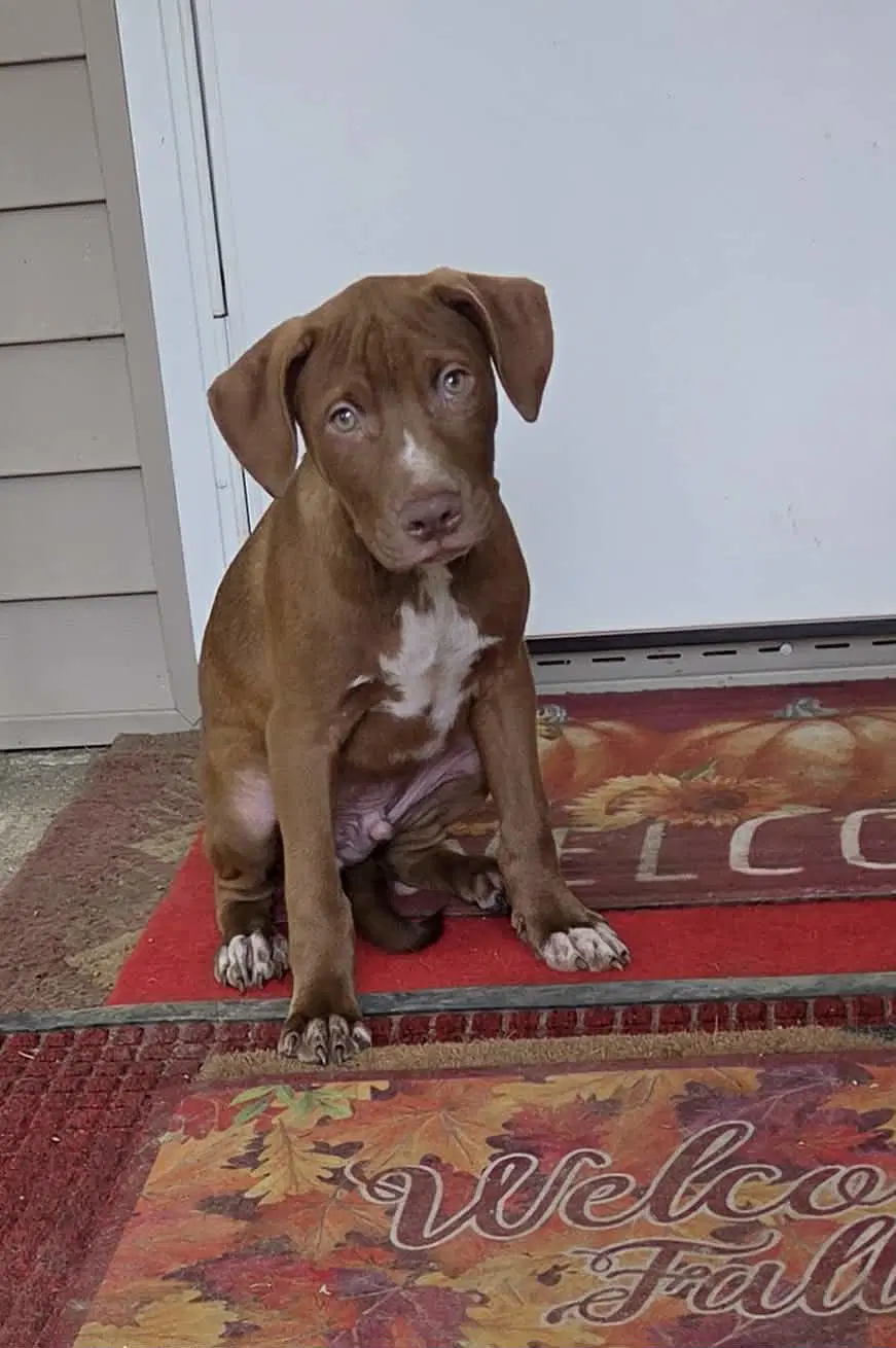 Puppy  Ny-Shari image 2