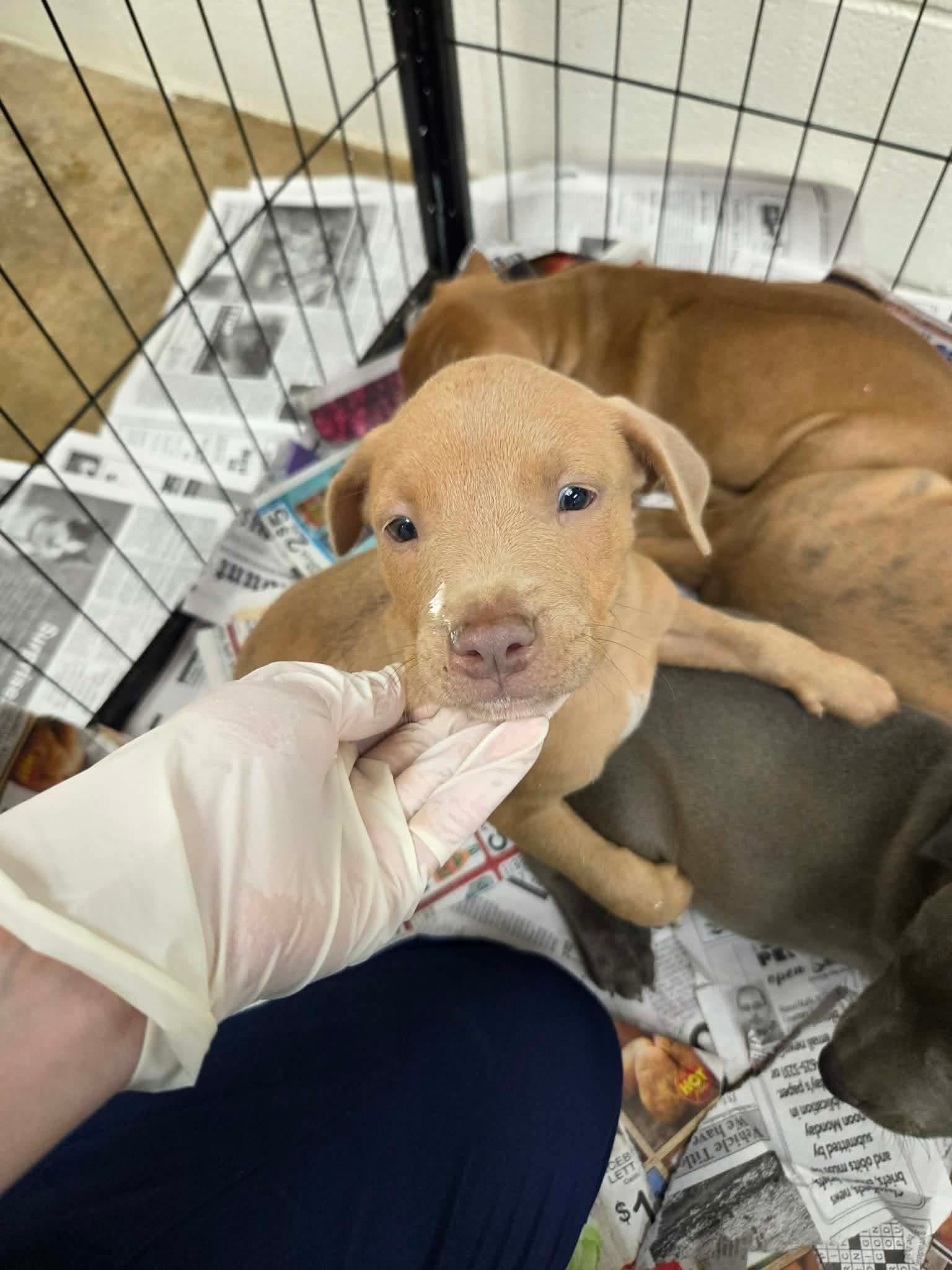 Puppy  Ny-Shari