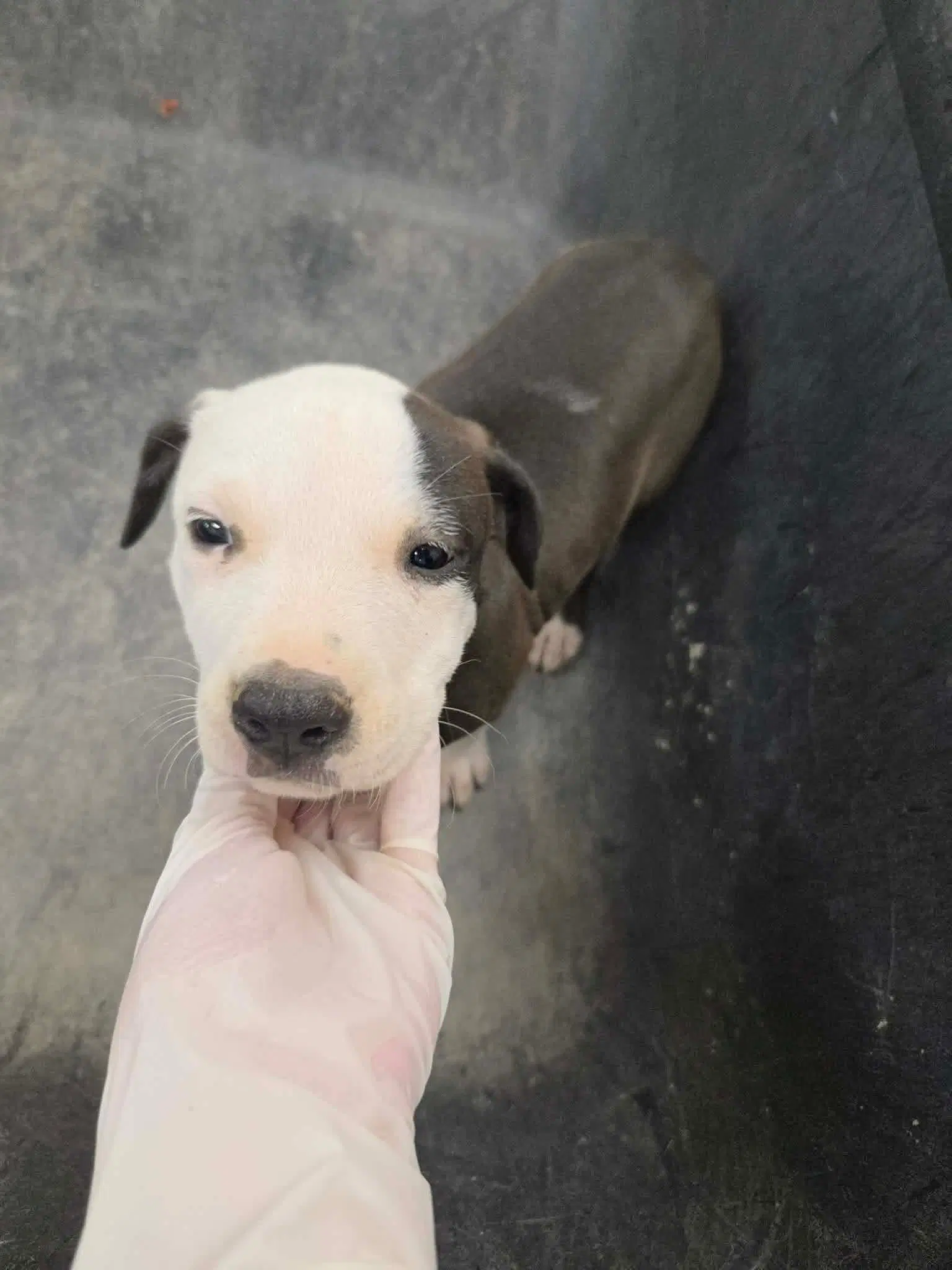 Puppy  Ny-Shari - Labrador Retriever
