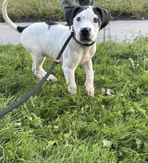 Asha (NY-Sarah) *Oriskany Falls NY*, a dog for adoption from East Coast Adoption Agency