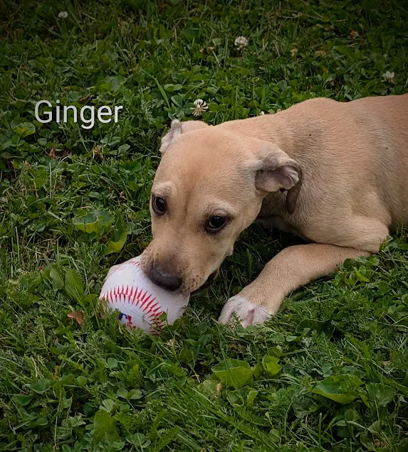 Ginger Ny-Danielle image 2