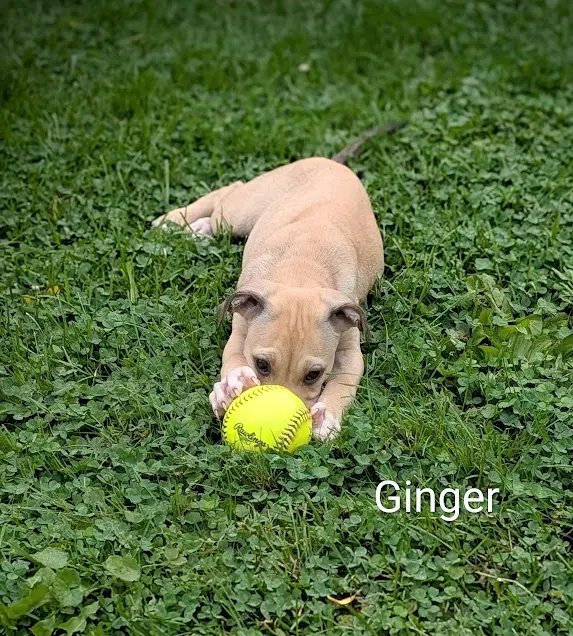 Ginger Ny-Danielle image 3