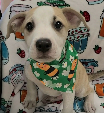 George (NY-Danielle)