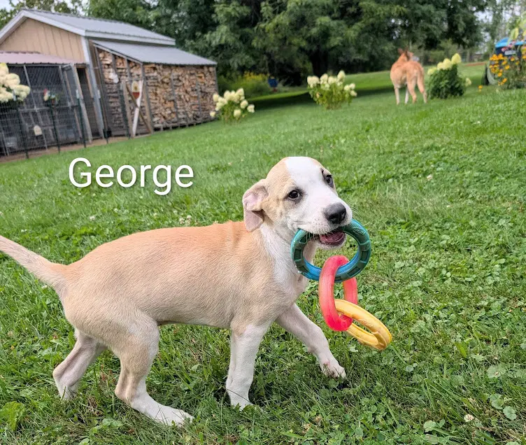 George Ny-Danielle image 2