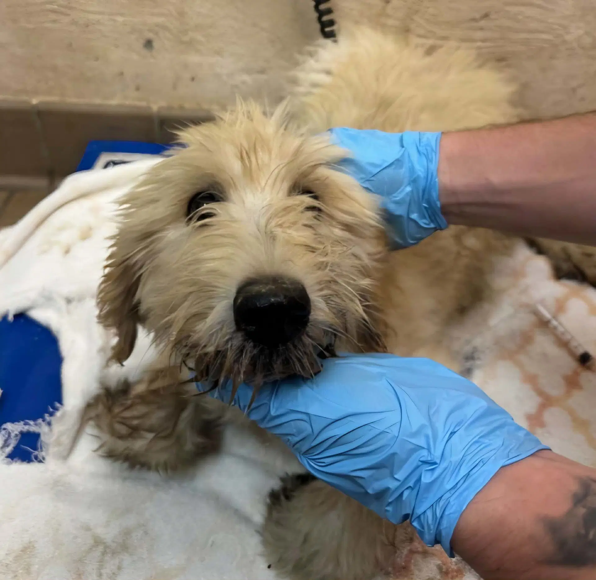 Hazel Ny-Danielle - Golden Retriever