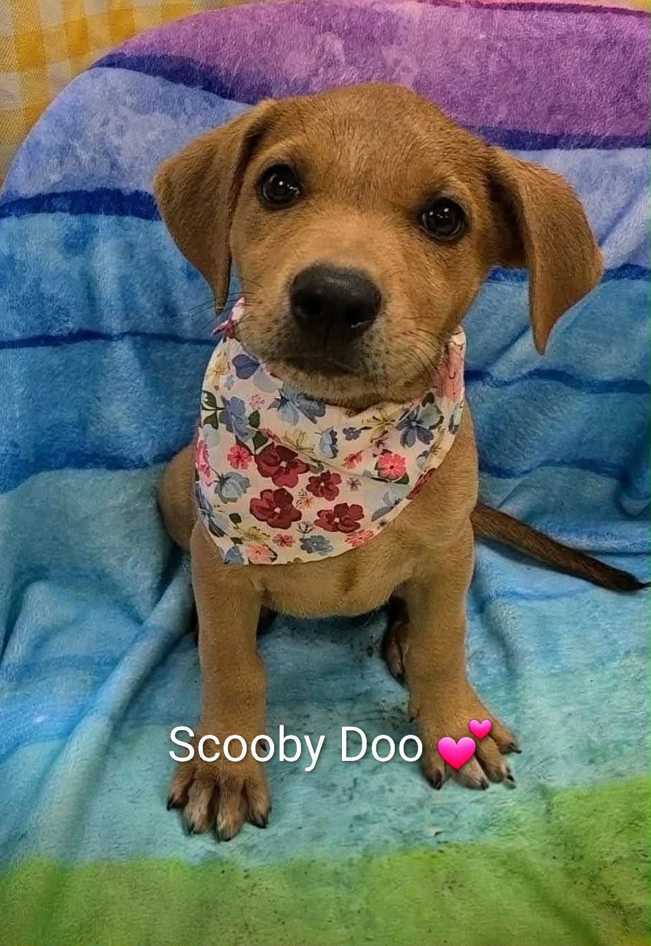Scooby Doo Ny-Shari