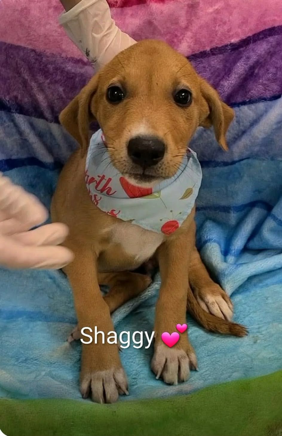 Shaggy Ny-Shari