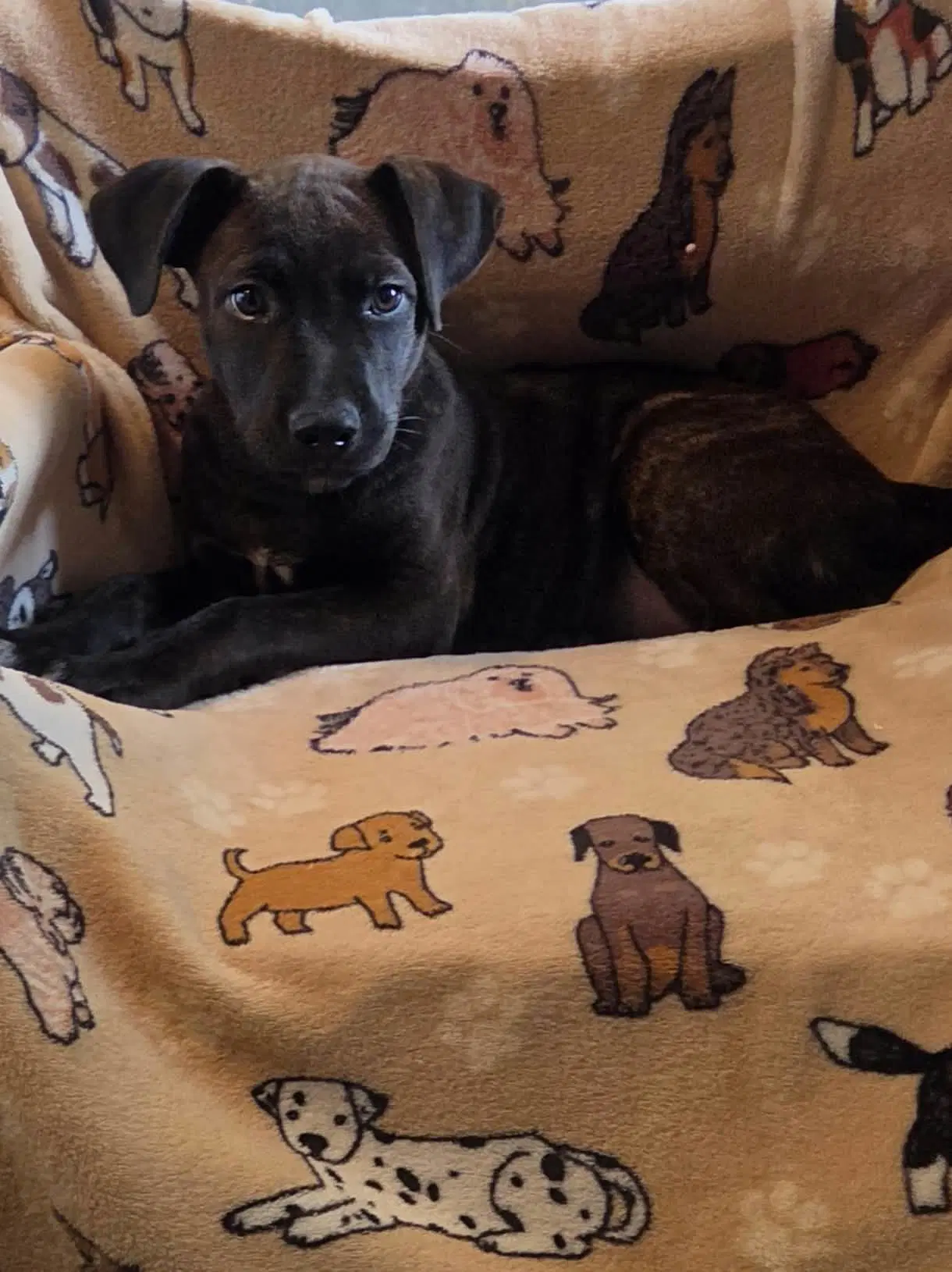 Daphne Ny-Shari - Labrador Retriever