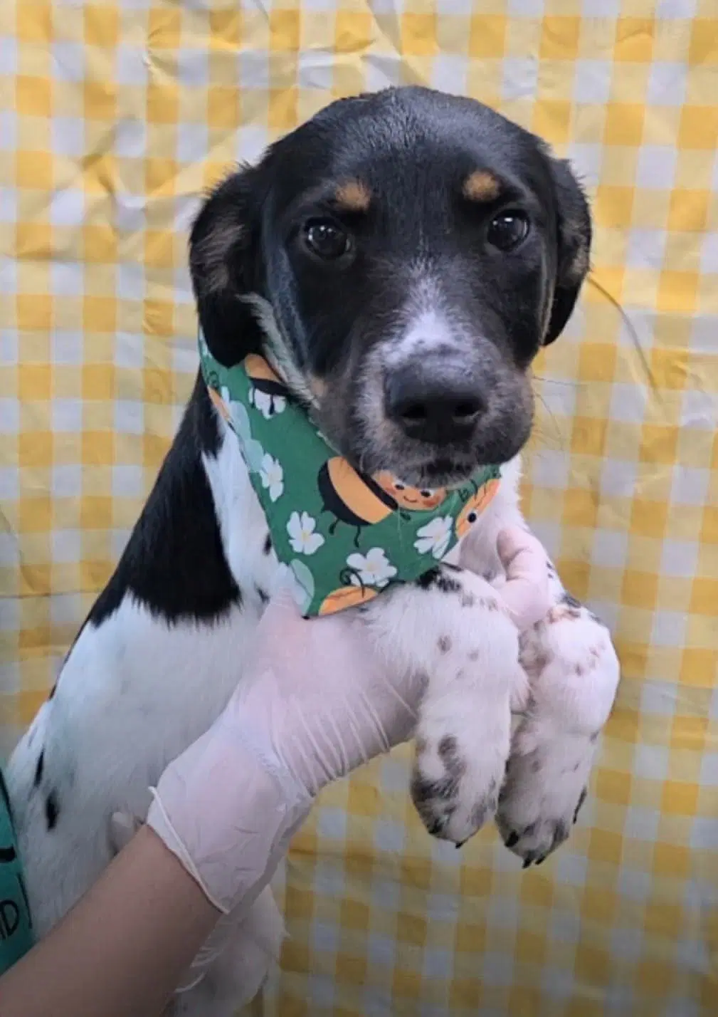 Fanta Ny-Emily - Border Collie